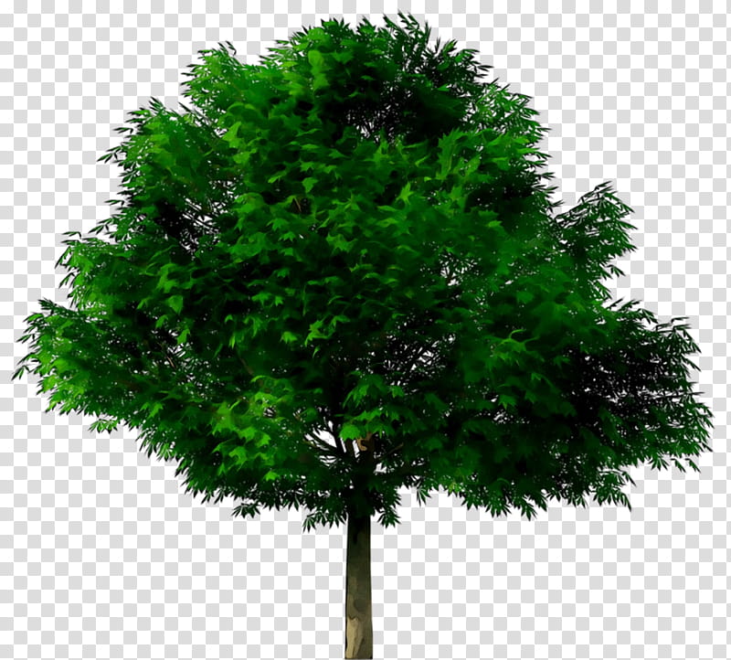 Oak Tree Drawing, Plants, Green, Woody Plant, Leaf, Grass, American Larch, Red Pine transparent background PNG clipart
