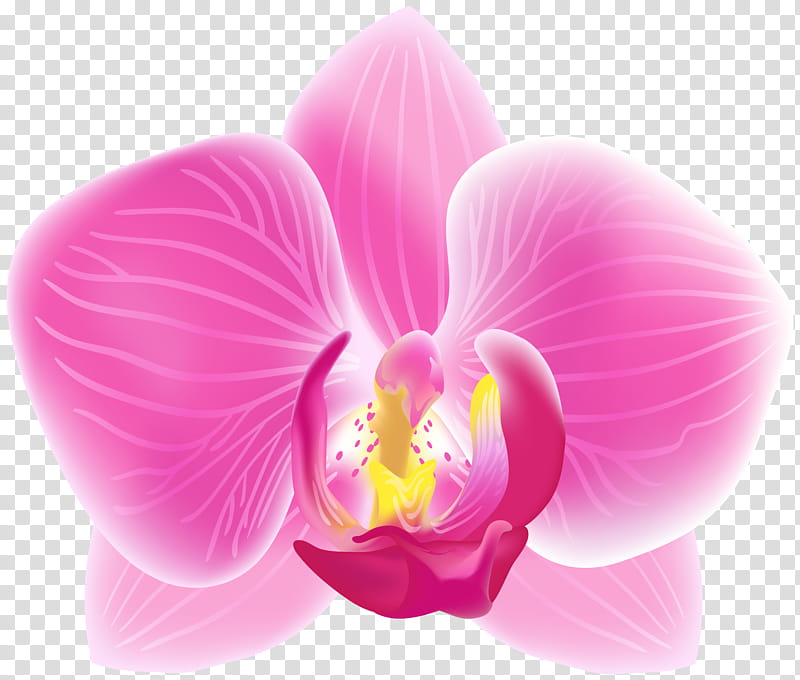 Pink Flower, Orchids, Cattleya Percivaliana, Phalaenopsis Schilleriana, Singapore Orchid, Christmas Orchid, Plants, Angraecum Sesquipedale transparent background PNG clipart