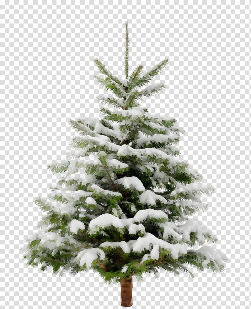 Christmas tree, Watercolor, Paint, Wet Ink, Shortleaf Black Spruce, Columbian Spruce, Balsam Fir, Colorado Spruce transparent background PNG clipart