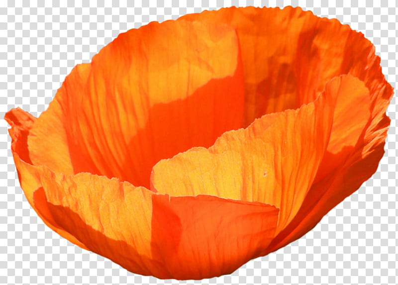Poppy Flower, Frames, Common Poppy, Wildflower, Orange, Petal, Yellow, Leaf transparent background PNG clipart