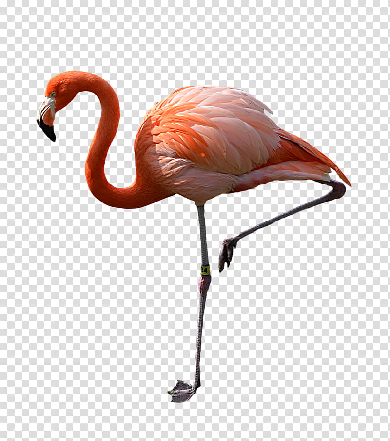 Pink Flamingo DSC , flamingo illustration transparent background PNG clipart