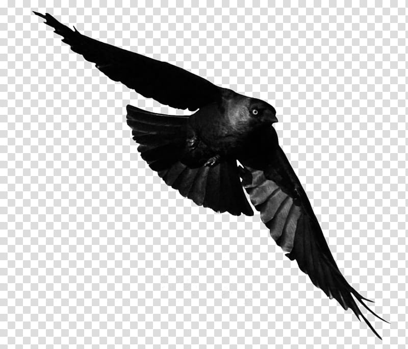 Eagle, Bird, Animal, Flight, Tutorial, Beak, Common Raven, Black And White
, Wing, Feather transparent background PNG clipart