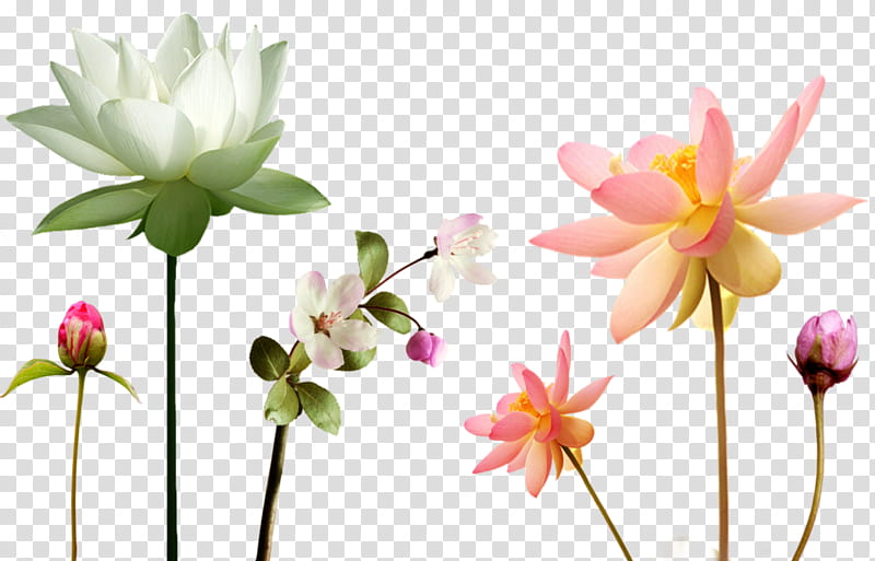 Lily Flower, Drawing, Floral Design, Sacred Lotus, Artist, Line Art, Petal, Plant transparent background PNG clipart