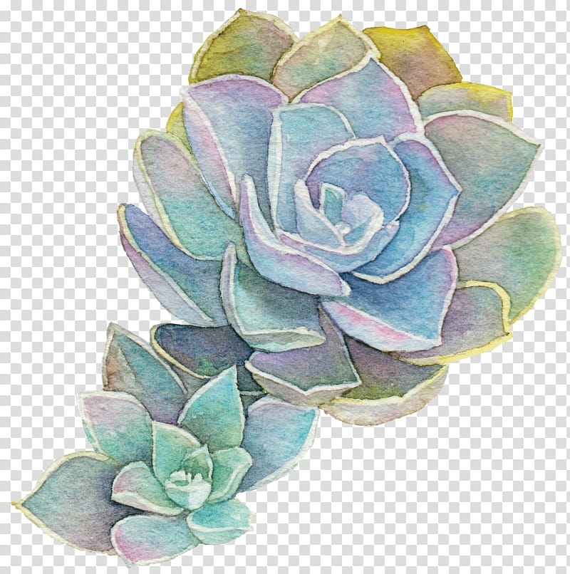 Flower Art Watercolor, Succulent Plant, Watercolor, Watercolor Painting, Echeveria Elegans, Cactus, Drawing, Plants transparent background PNG clipart
