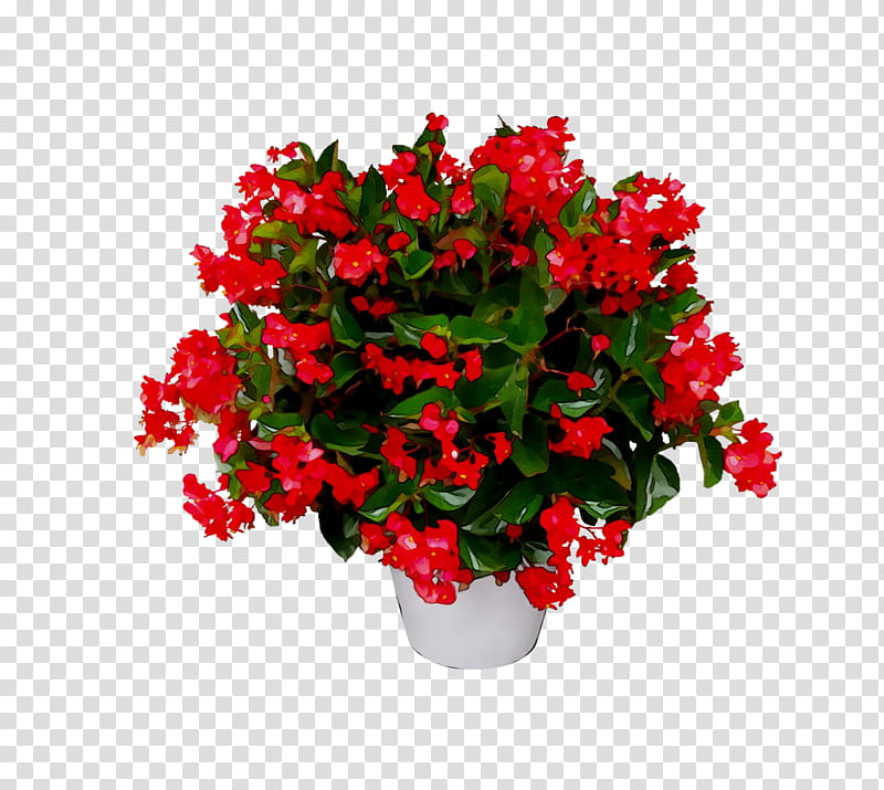 Flowers, Begonia, Red, Plant, Flowerpot, Bougainvillea, Houseplant, Impatiens transparent background PNG clipart