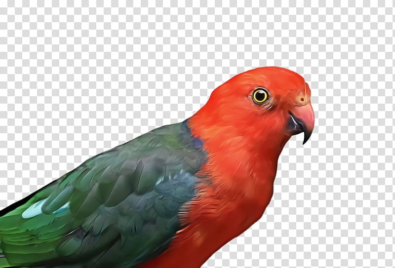 Bird Parrot, Lovebird, Macaw, Parakeet, Loriini, Fauna, Beak, Pet transparent background PNG clipart