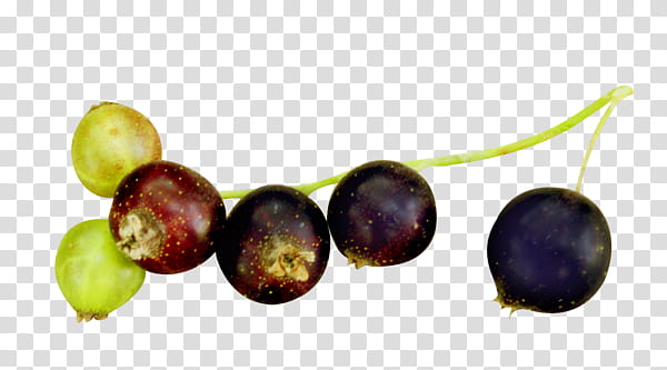 somescans, red and green berries transparent background PNG clipart