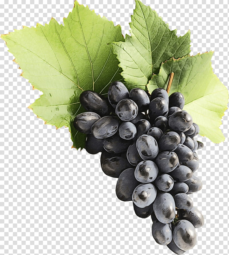 grape grape leaves grapevine family seedless fruit fruit, Watercolor, Paint, Wet Ink, Plant, Leaf, Vitis, Berry transparent background PNG clipart