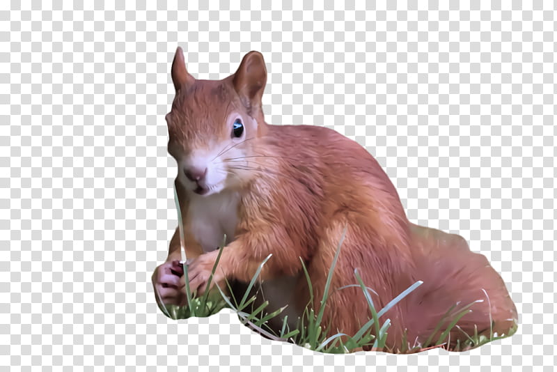 squirrel eurasian red squirrel snout animal figure wildlife, Fawn transparent background PNG clipart