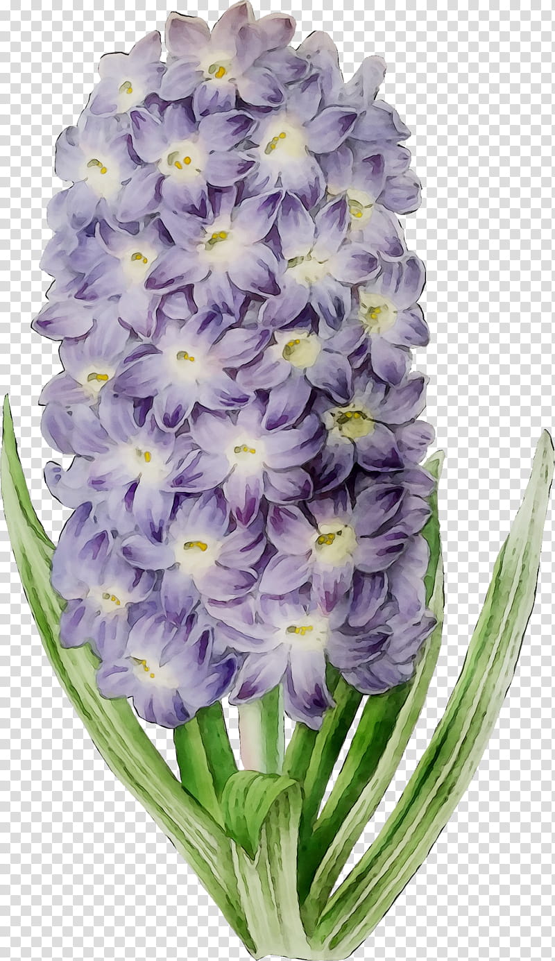 Flowers, Hyacinth, Cut Flowers, Herbaceous Plant, Family M Invest Doo, Plants, Purple, Lavender transparent background PNG clipart