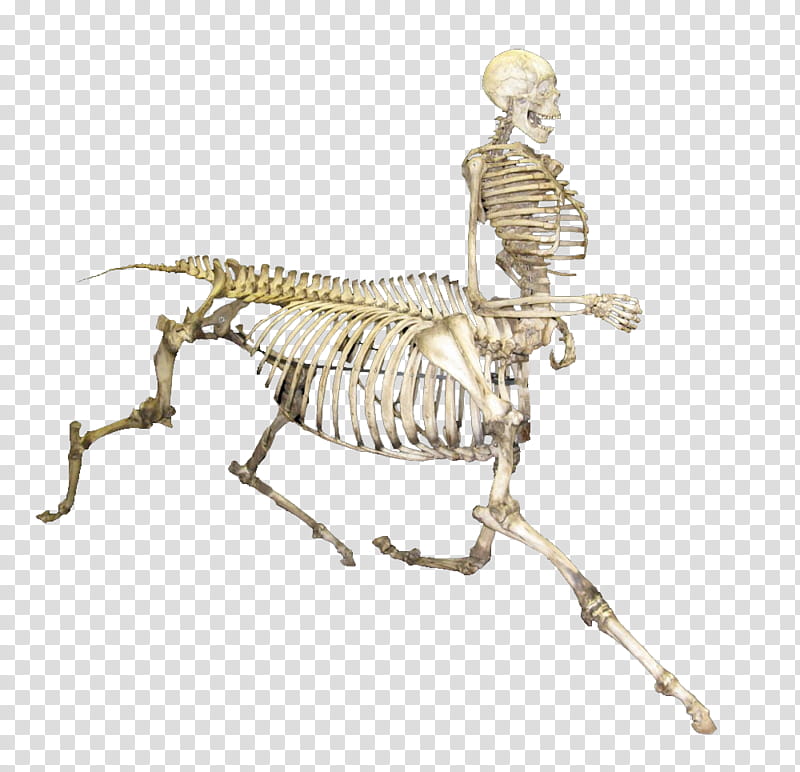 Centaur skeleton, skeleton transparent background PNG clipart
