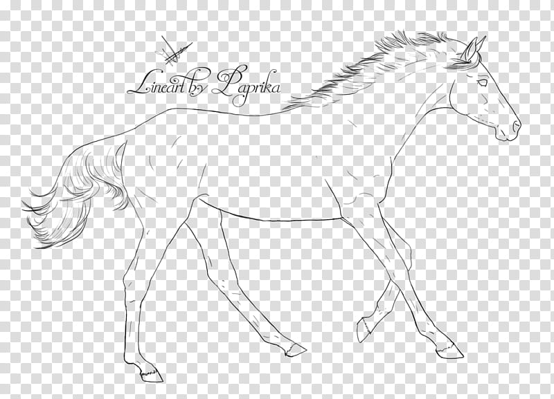 Yearling line transparent background PNG clipart