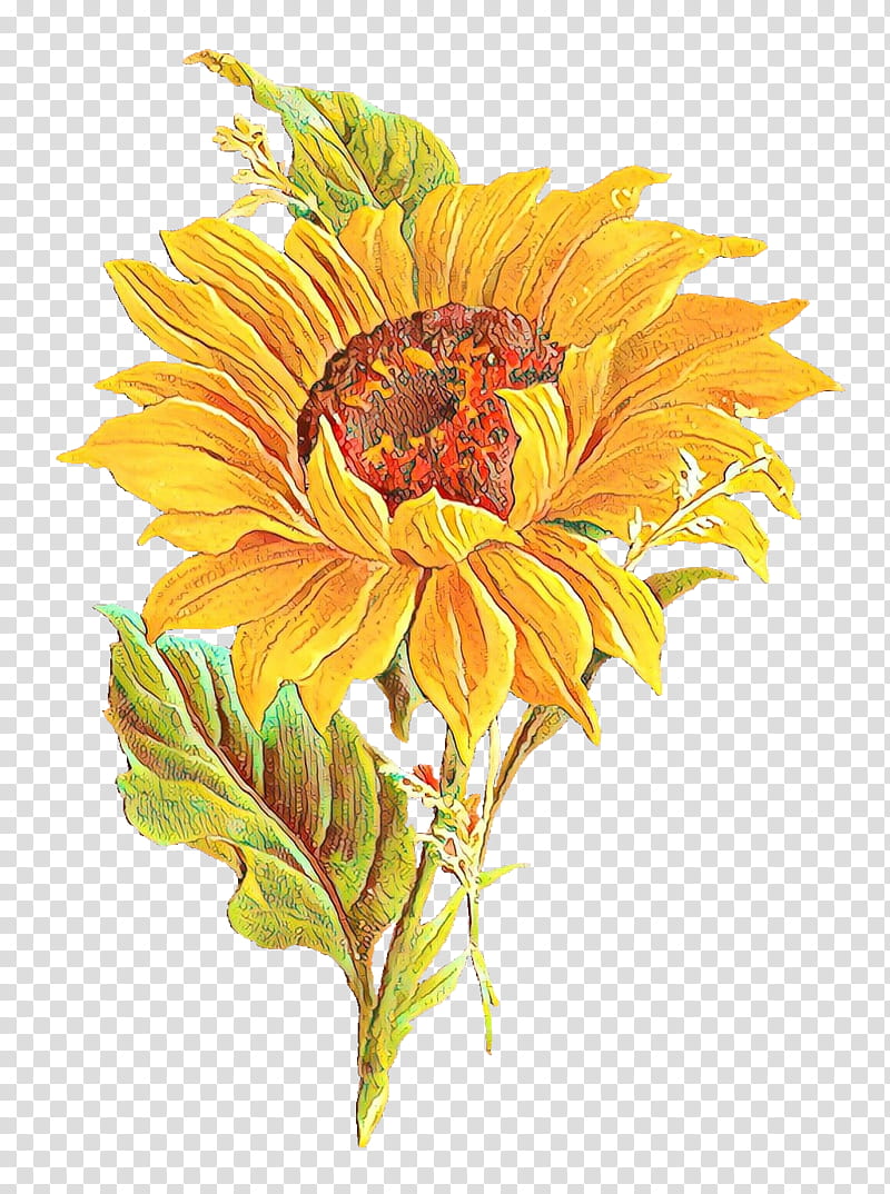 Drawing Of Family, Common Sunflower, Vintage Clothing, Yellow, Cut Flowers, Plant, Gazania, Petal transparent background PNG clipart