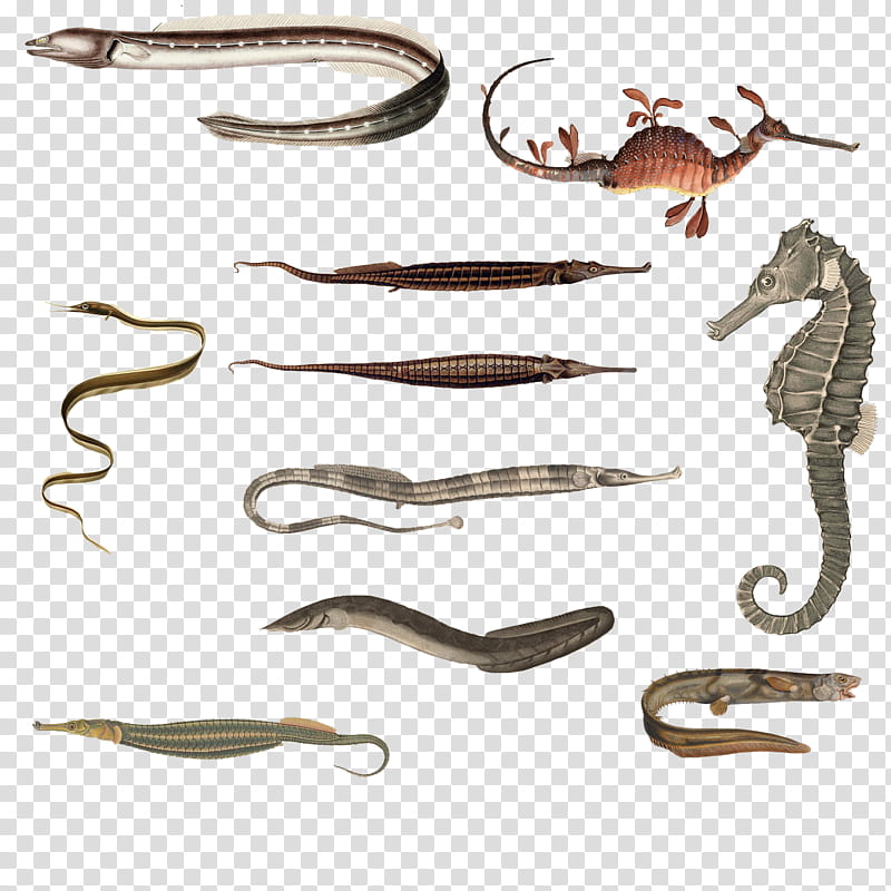 Variety of  Fish,  silver and brown animal illustration transparent background PNG clipart