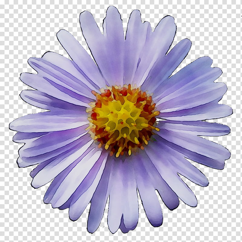 China, Chrysanthemum, Purple, Flower, Petal, Daisy, Plant, Violet transparent background PNG clipart