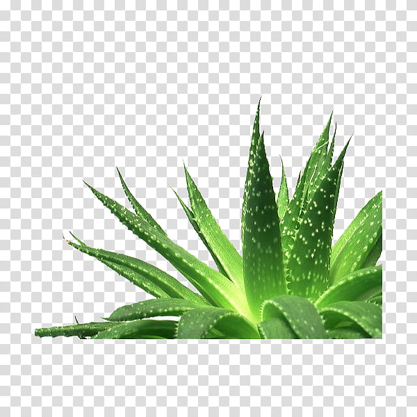 Green aesthetic, Aloe vera plant transparent background PNG clipart