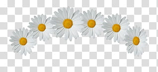 Flores, white daisy flowers illustration transparent background PNG clipart