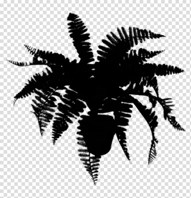 Palm Tree Silhouette, Palm Trees, Leaf, Plant, Fern, Vascular Plant, Blackandwhite, Ferns And Horsetails transparent background PNG clipart