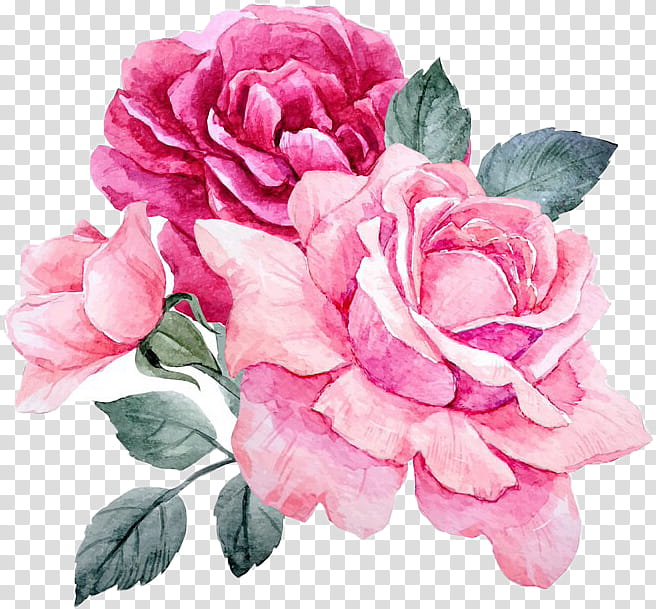 Garden roses, Flower, Flowering Plant, Pink, Petal, Rose Family, Hybrid Tea Rose transparent background PNG clipart