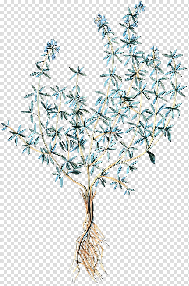 Tea Tree, Thyme, Herb, Thymes, Drawing, Painting, Plants, Medicinal Plants transparent background PNG clipart