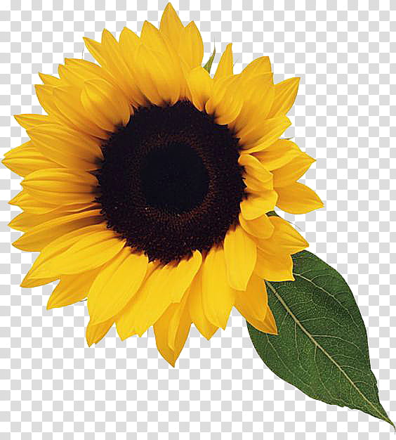 yellow sunflower transparent background PNG clipart
