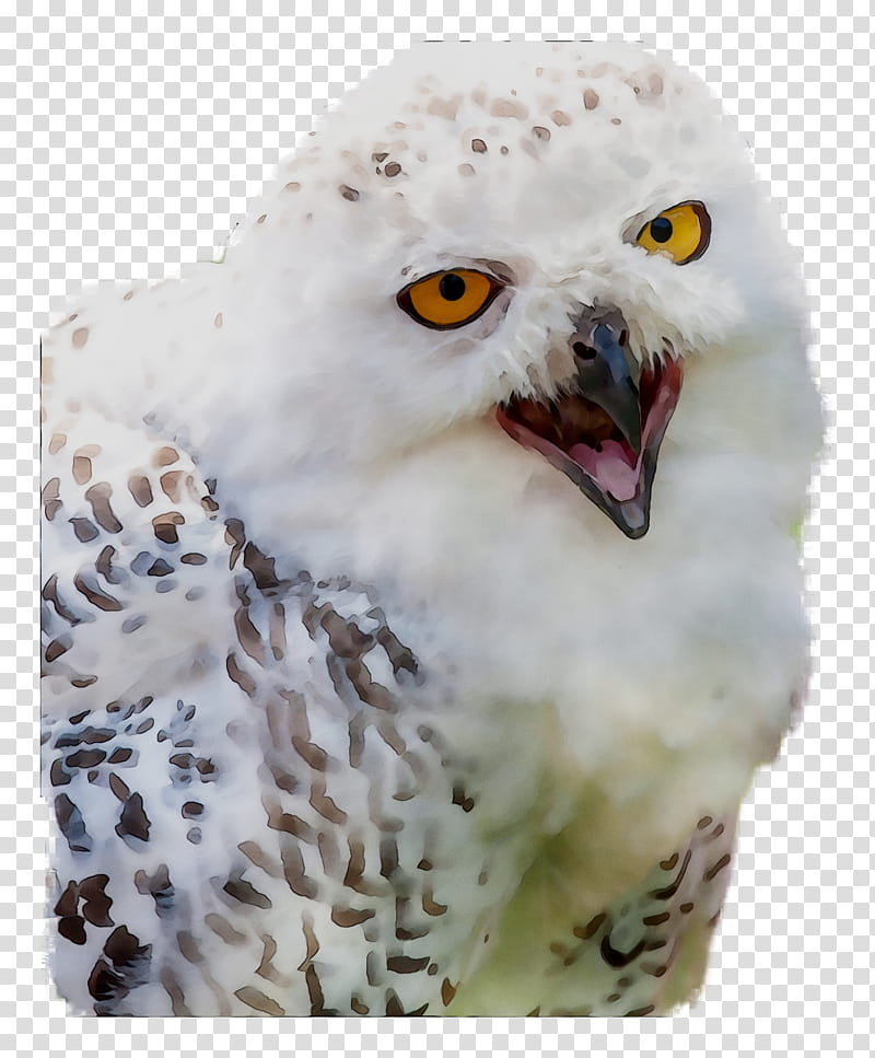 Owl, Beak, Bird, Snowy Owl, Bird Of Prey, Wildlife, Falconiformes transparent background PNG clipart