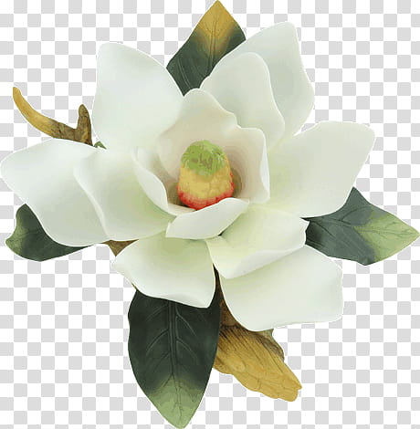 white magnolia flower in bloom art transparent background PNG clipart