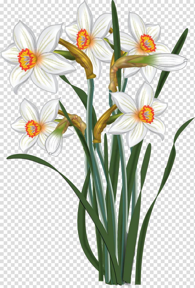 Narcissus, white flowers D illustration transparent background PNG clipart