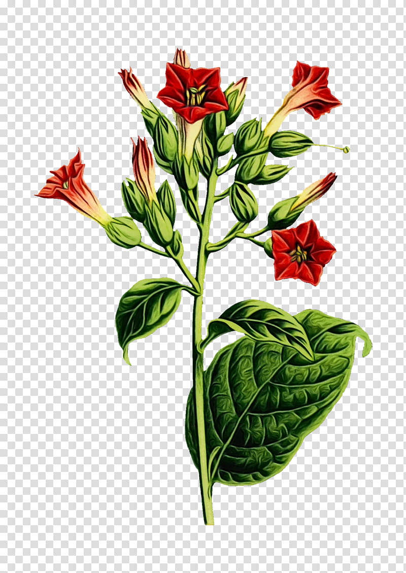 flower flowering plant plant leaf anthurium, Watercolor, Paint, Wet Ink, Fire Lily, Cut Flowers, Plant Stem transparent background PNG clipart