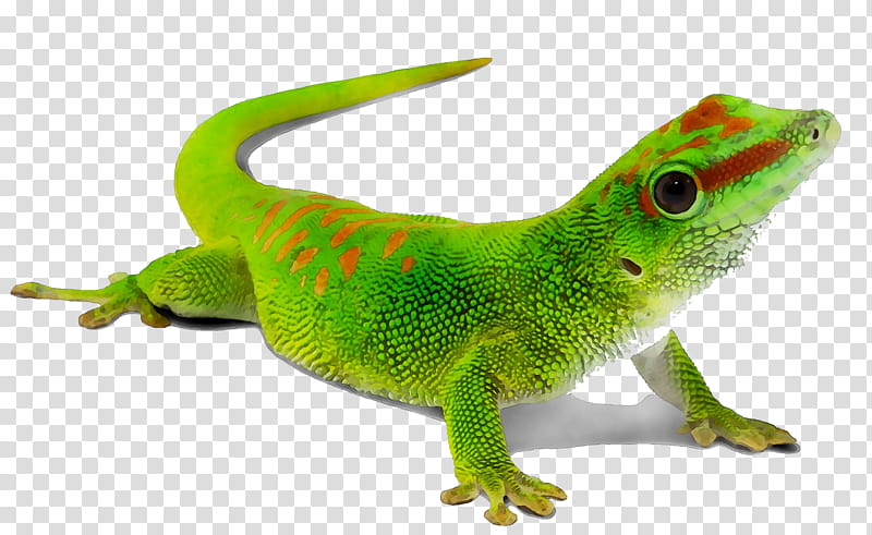 Green Wall, Gecko, Efm32, Internet Of Things, Silicon Labs, Microcontroller, Common Leopard Gecko, Machine To Machine transparent background PNG clipart