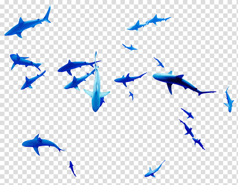 Shark, blue shark illustrations transparent background PNG clipart
