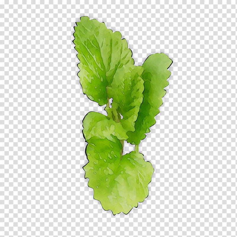 Mint Leaf, Greens, Plant Stem, Herb, Plants, Flower, Leaf Vegetable, Food transparent background PNG clipart