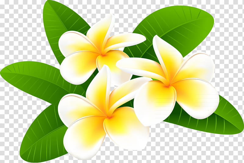 Frangipani Flower, Drawing, Petal, Plant transparent background PNG clipart
