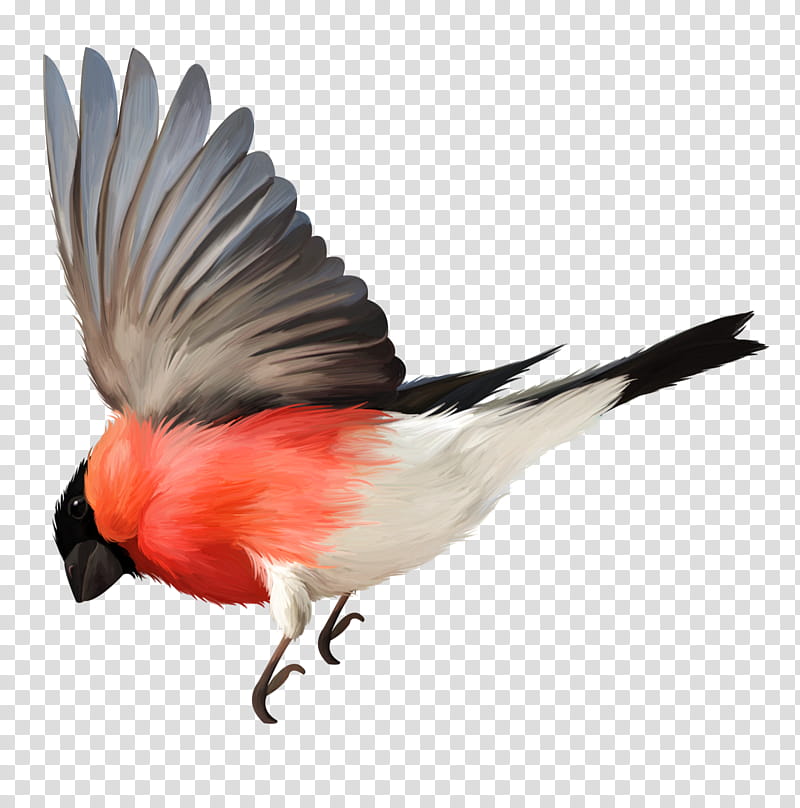 Flying Bird, Beak, Flight, Bird Flight, Feather, Finches, Parrot, Flight Feather transparent background PNG clipart