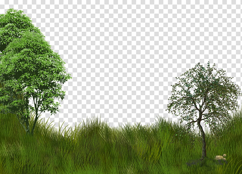 backgrounds, two trees on green grass field illustration transparent background PNG clipart