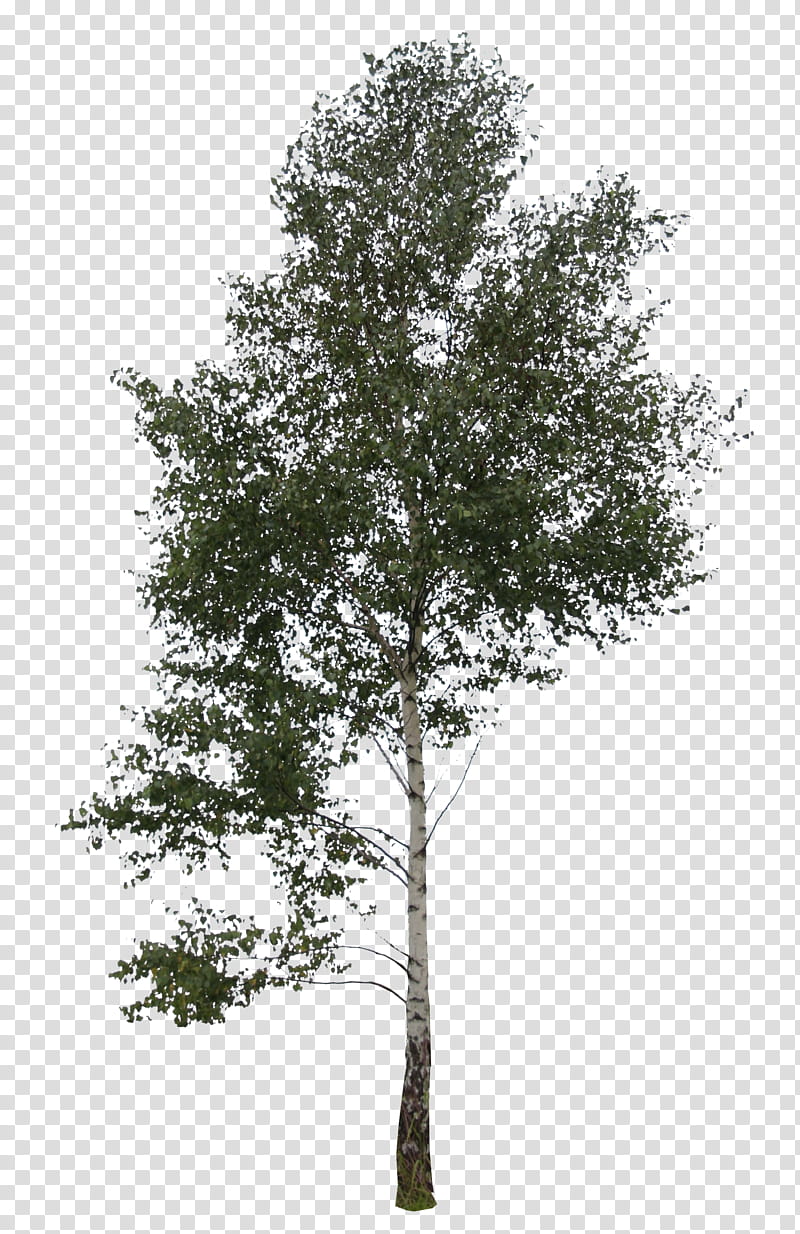 Oak Tree Leaves, Trees And Leaves, Silver Birch, Branch, Pruning, Outtree, Leaf, Western Hemlock transparent background PNG clipart