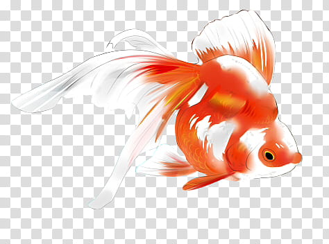 Fishes Pescaditos, red and white koi transparent background PNG clipart