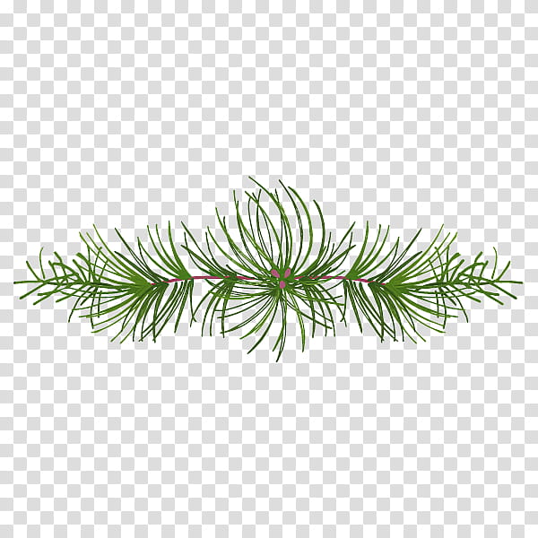 white pine yellow fir jack pine lodgepole pine oregon pine, Colorado Spruce, Shortstraw Pine, Shortleaf Black Spruce, Tree, Green, Plant, Red Pine transparent background PNG clipart