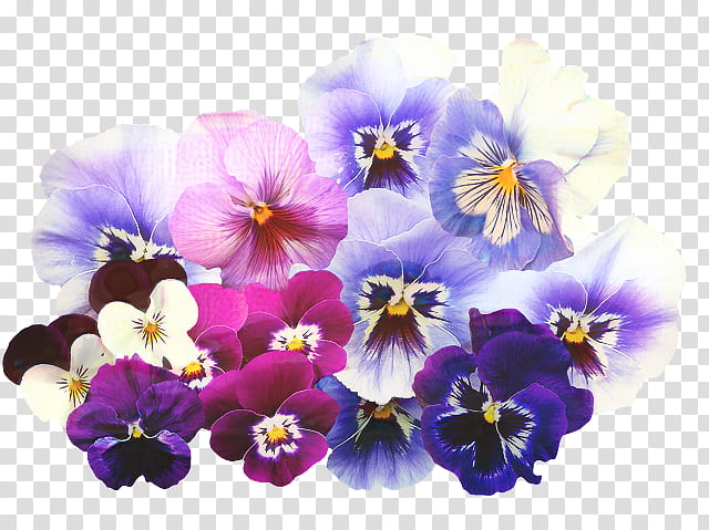 Flower Painting, Pansy, Hatsune Miku Project Diva Arcade, Blue, Violet, Purple, Wild Pansy, Plant transparent background PNG clipart