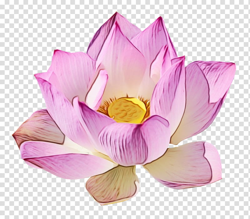 Lily Flower, Nymphaea Nelumbo, Water Lilies, Lotus, Nelumbonaceae, Petal, Lotus Family, Aquatic Plant transparent background PNG clipart