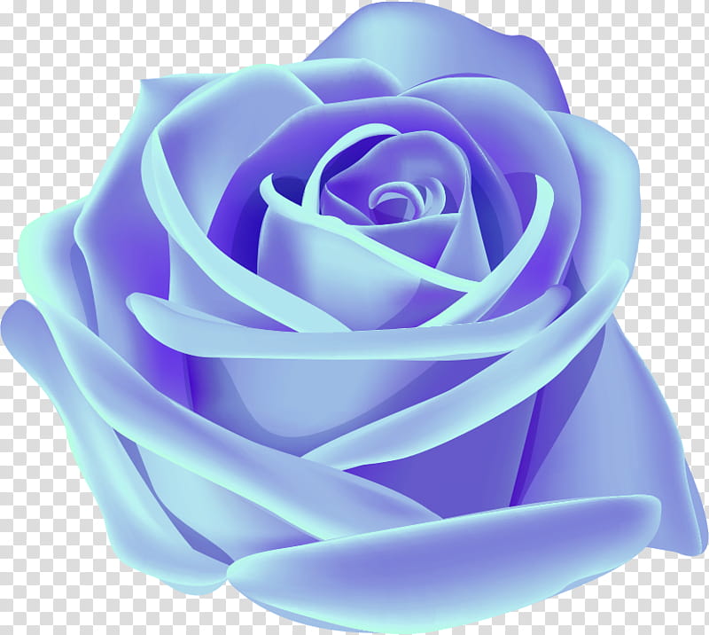 one flower one rose valentines day, Love, Blue, Garden Roses, Petal, Rose Family, Purple, Violet transparent background PNG clipart