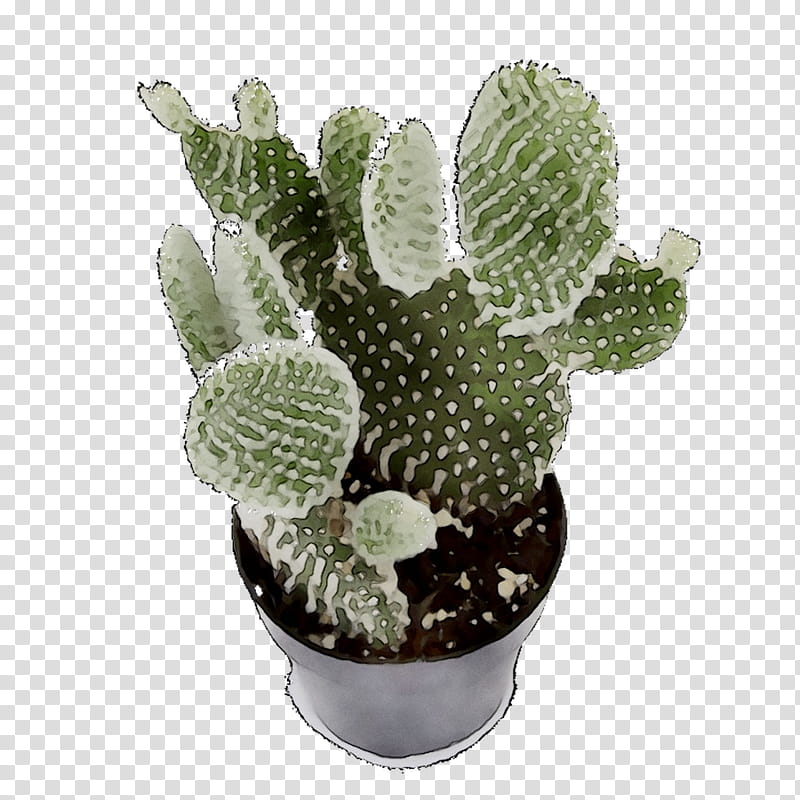Cactus, Barbary Fig, Echinocereus, Prickly Pear, Plant, Flower, Flowerpot, Houseplant transparent background PNG clipart