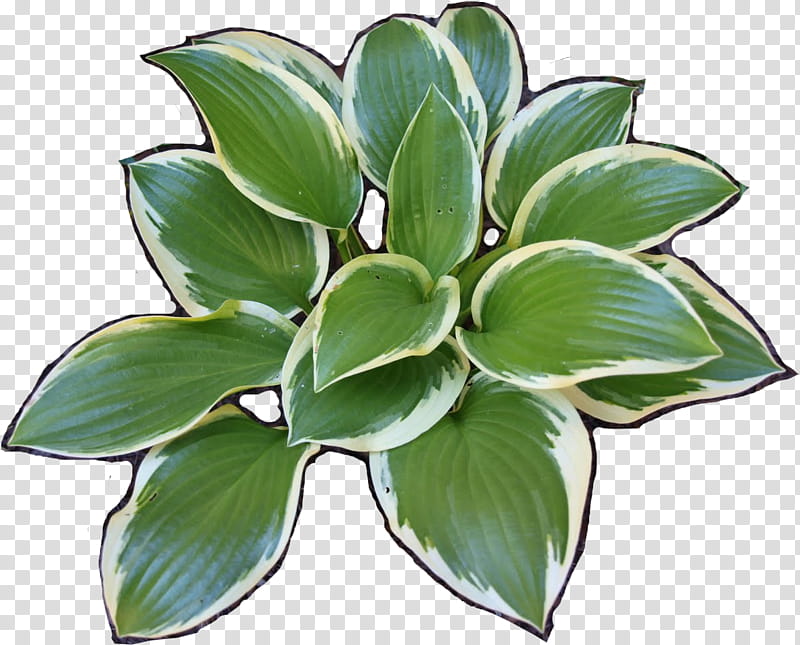 Flower Garden, Perennial Plant, Hosta Sieboldiana, Plants, Leaf, Landscape Design, Plantain Lilies, Terrestrial Plant transparent background PNG clipart