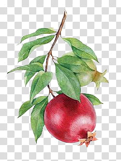 Plants X, red pomegranate fruit illustration transparent background PNG clipart