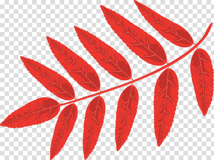 Autumn Leaf Drawing, Rowan, Mountainash, Red, Plant, Fruit transparent background PNG clipart