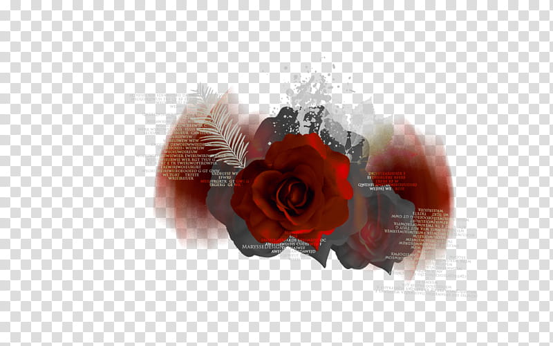 Autumn texture, red rose flower transparent background PNG clipart