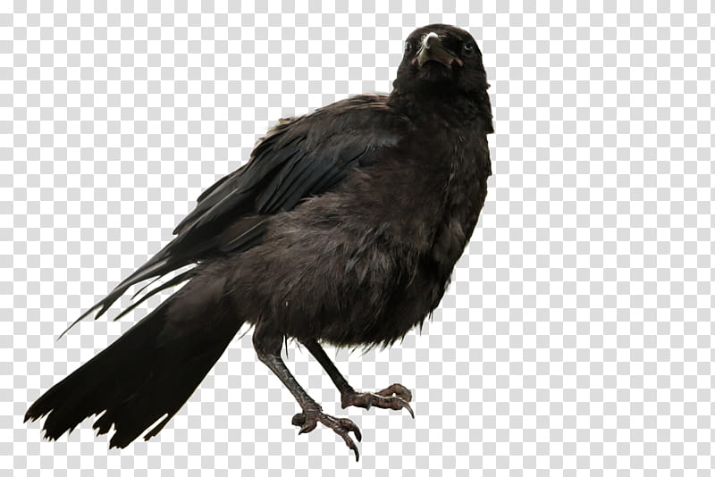 Corvus, black crow transparent background PNG clipart