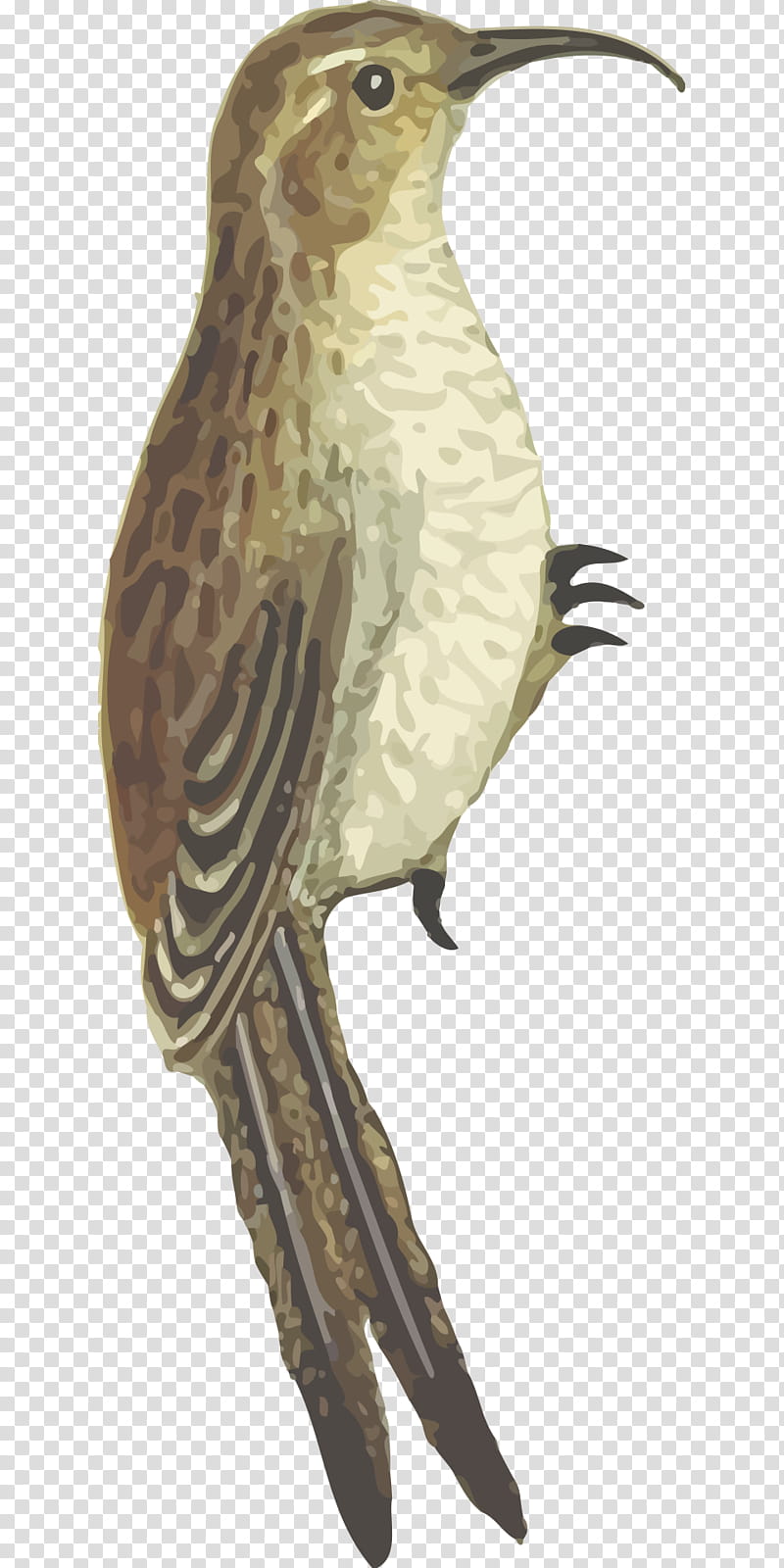 Hummingbird Drawing, Beak, Finches, Sparrow, Animal, Bird Flight, Toucan, Coopers Hawk transparent background PNG clipart