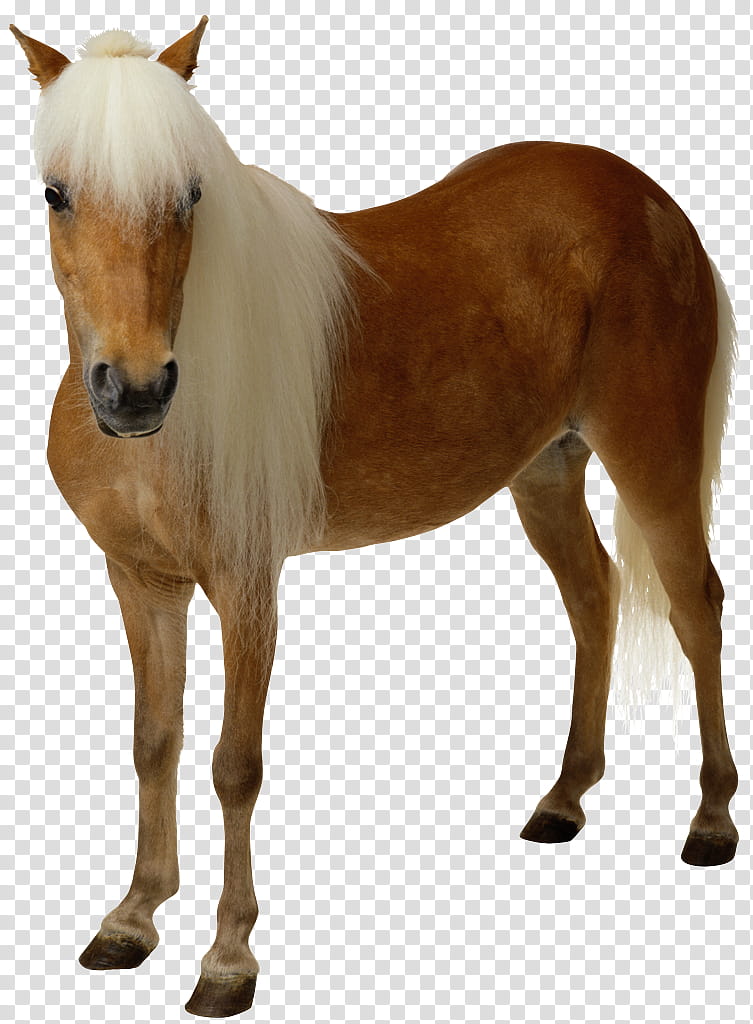 Horse, American Paint Horse, Foal, Belgian Horse, Shetland Pony, Welsh Pony And Cob, White, Horse Racing transparent background PNG clipart