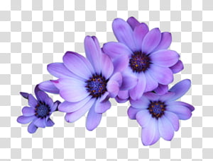 flowers, four purple daisies illustration transparent background PNG clipart thumbnail